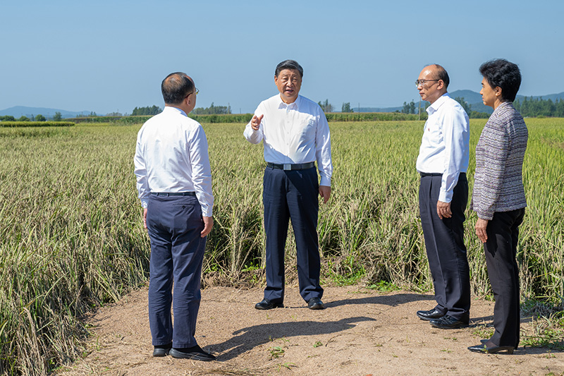 9月6日至8日，中共中央總書(shū)記、國(guó)家主席、中央軍委主席習(xí)近平在黑龍江考察。這是7日上午，習(xí)近平在遭受洪澇災(zāi)害的哈爾濱尚志市老街基鄉(xiāng)龍王廟村，察看水稻受災(zāi)情況。